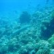 49- Requin aileron blanc de lagon 